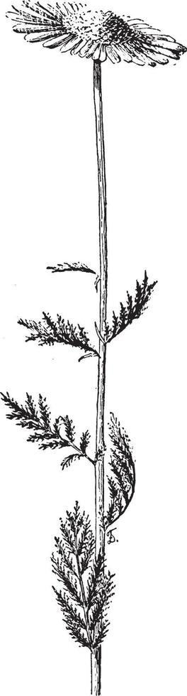 chrysant coccineum wijnoogst illustratie. vector