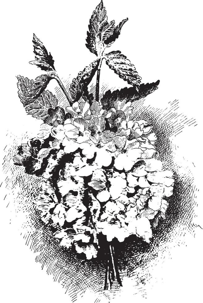 verbena's wijnoogst illustratie. vector