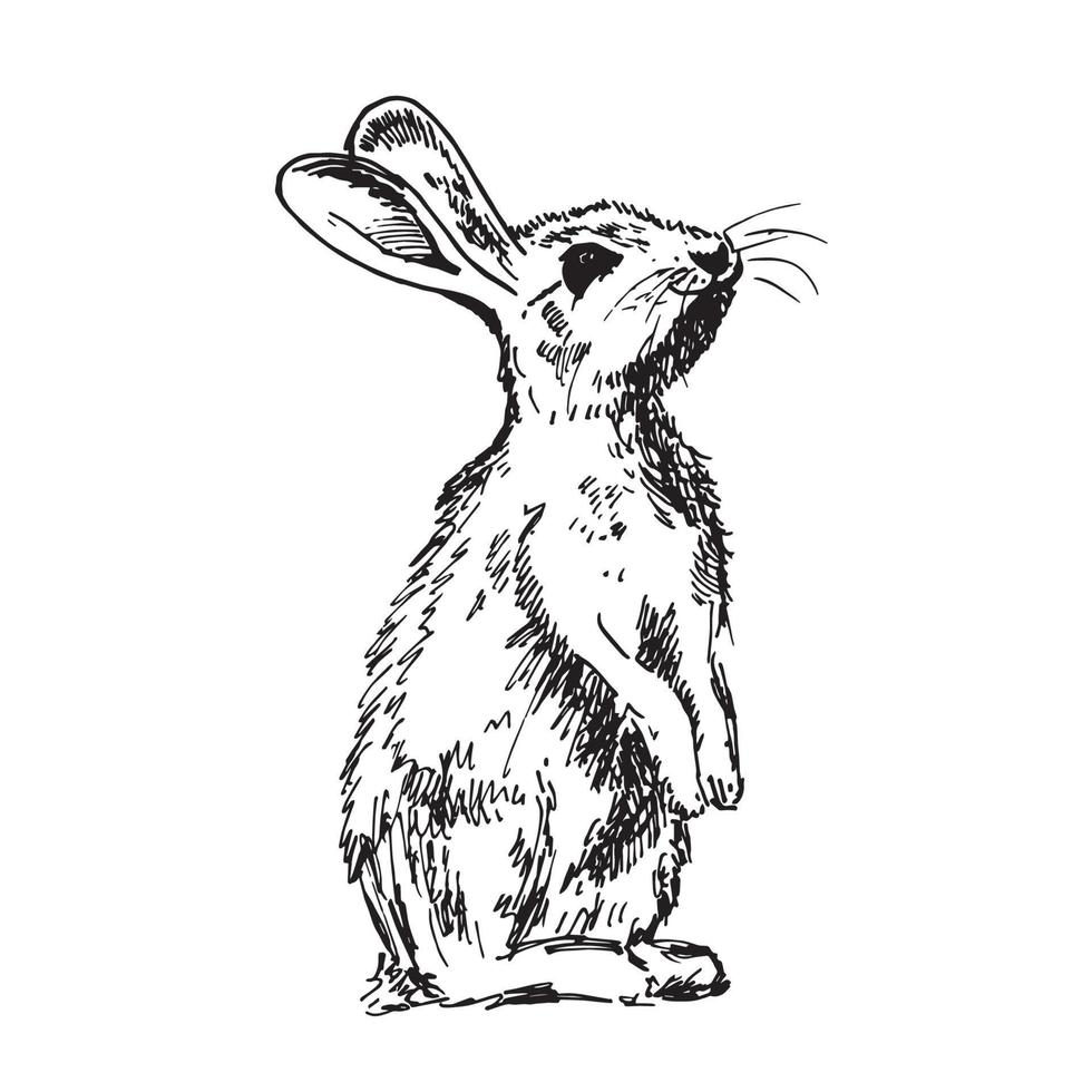 konijn konijn schetsen hand- tekening stijl. symbool van 2023 Chinese jaar vector