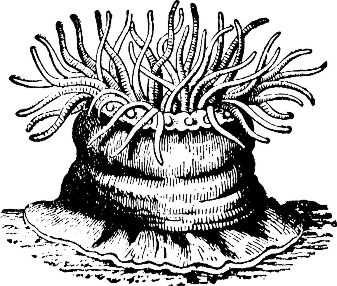 anemoon, wijnoogst illustratie. vector