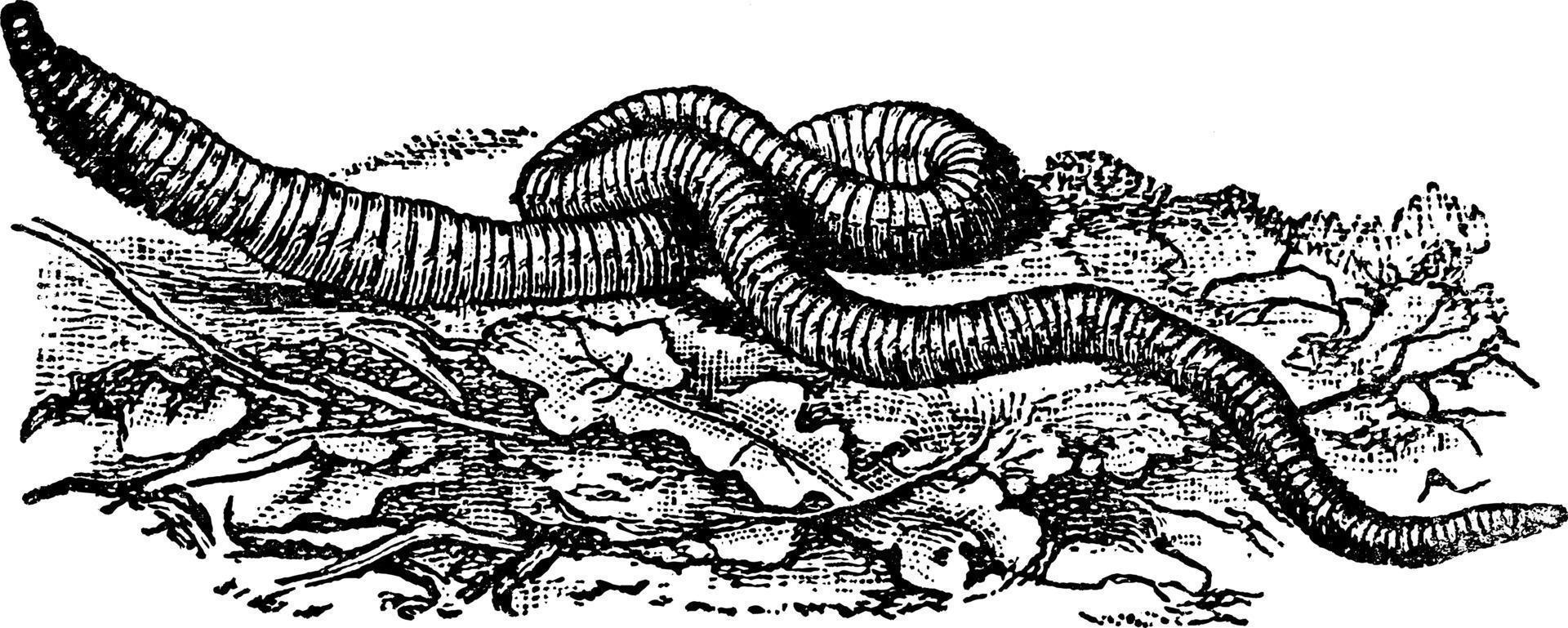 regenworm, wijnoogst illustratie. vector