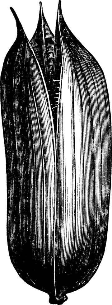 peul van yucca wijnoogst illustratie. vector