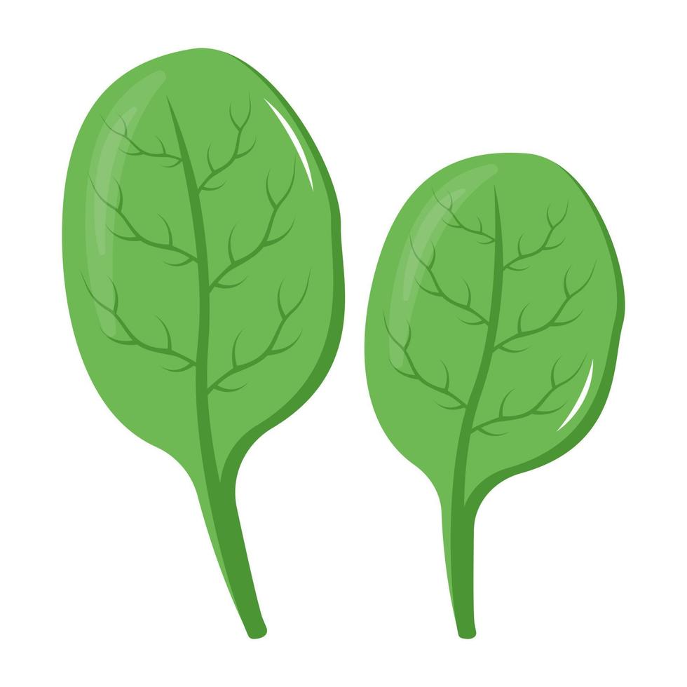icoon van spinazie bladeren vlak ontwerp vector