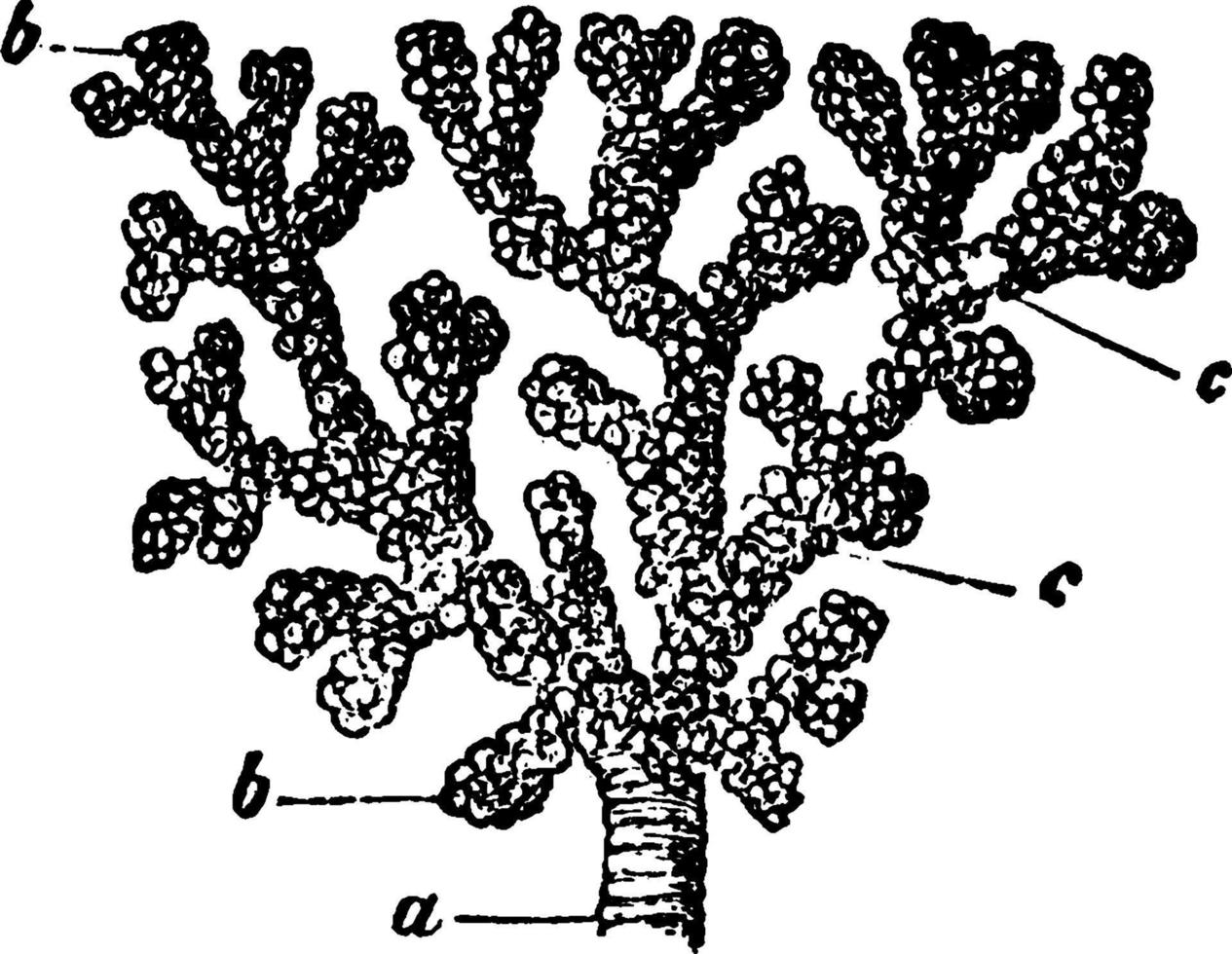 een bronchiale buis, wijnoogst illustratie vector