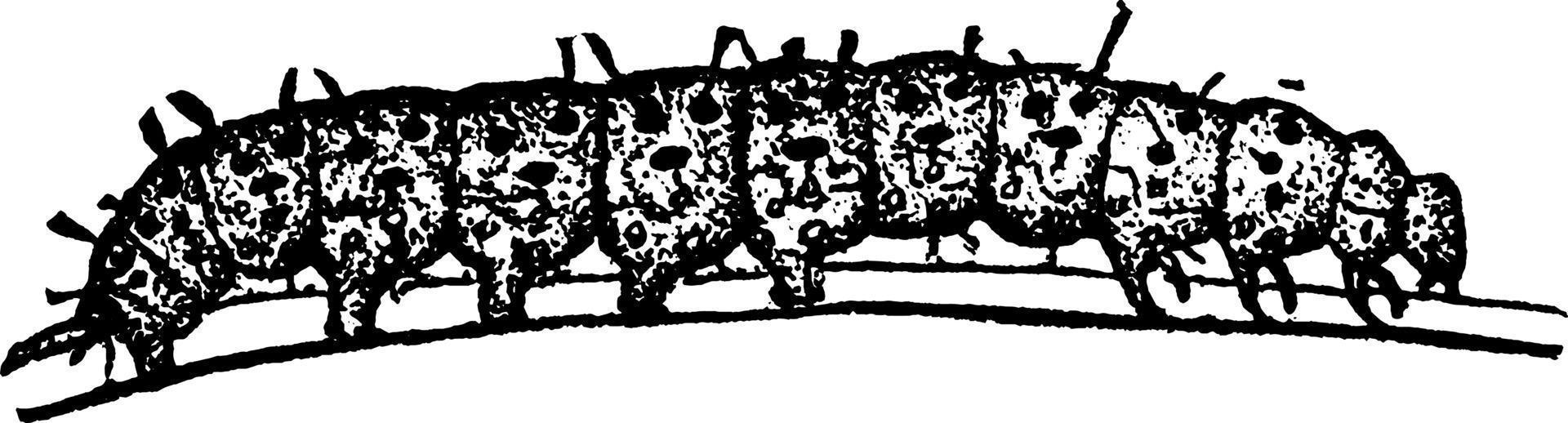 webworm, wijnoogst illustratie. vector