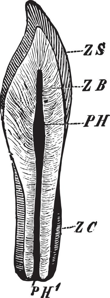 tand sectie, wijnoogst illustratie. vector