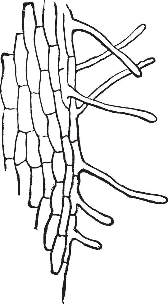 esdoorn- wijnoogst illustratie. vector