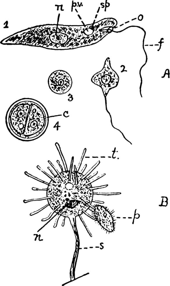 euglena viridis, wijnoogst illustratie. vector