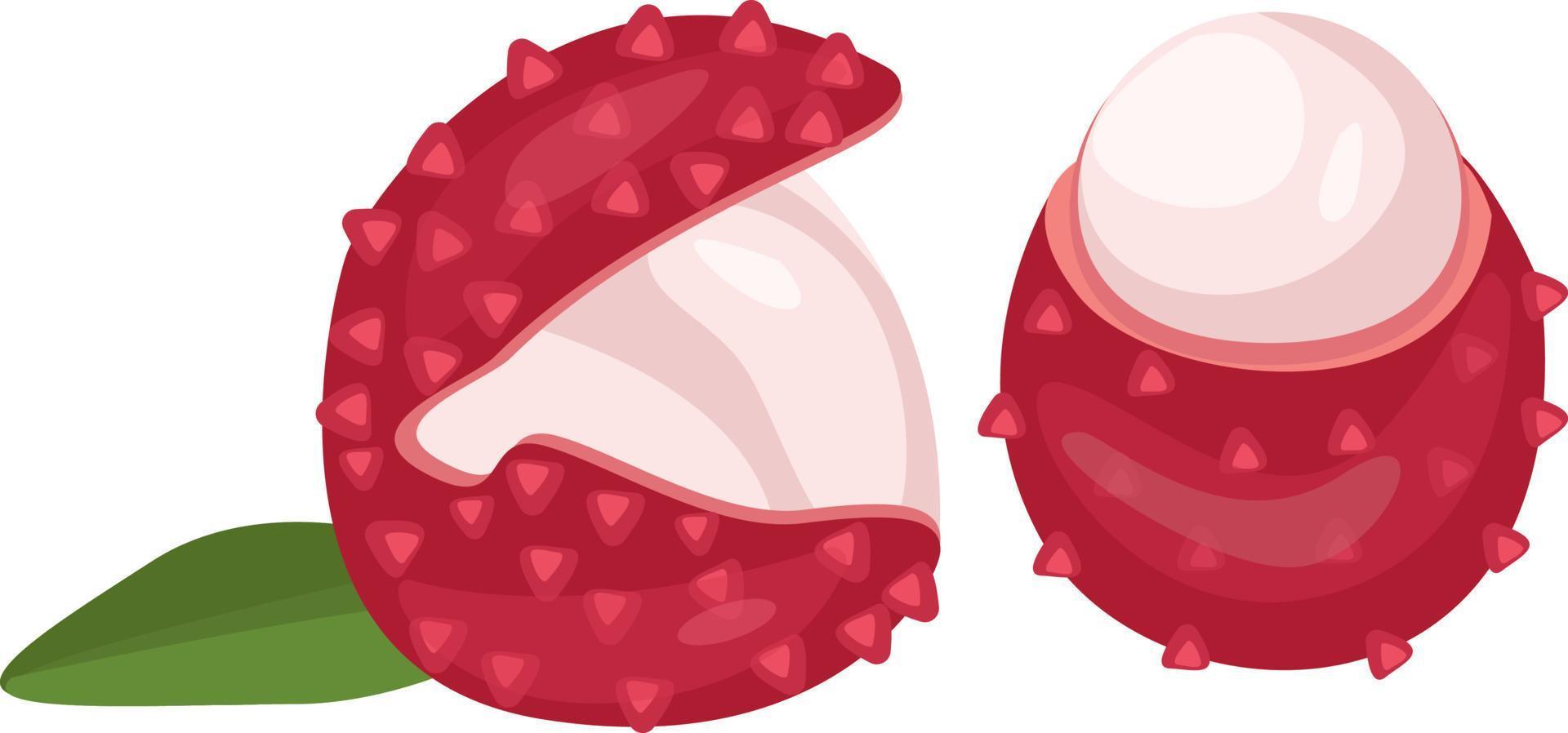 rood lychee, illustratie, vector Aan wit achtergrond