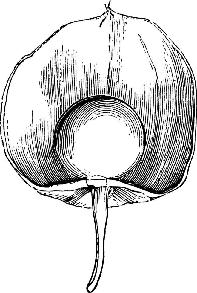 fruit van physalis alkekengi wijnoogst illustratie. vector