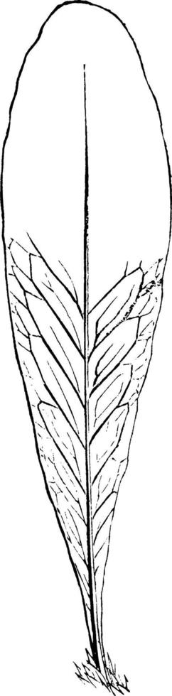 polypodium stigmaticum wijnoogst illustratie. vector
