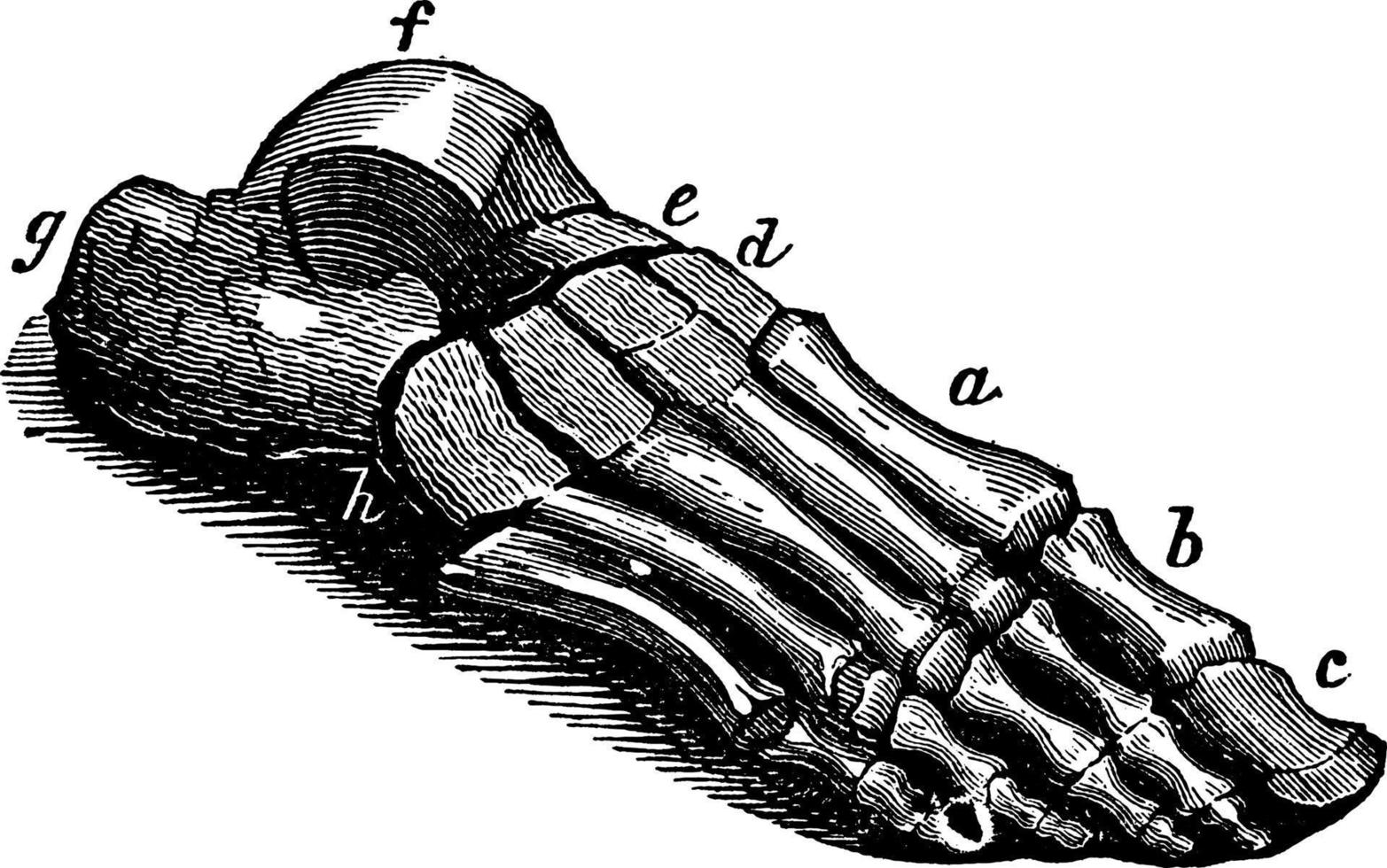 tarsal botten van de voet, wijnoogst illustratie. vector