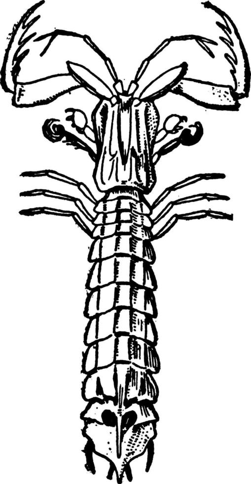 squilla of squilla bidsprinkhaan, wijnoogst illustratie. vector