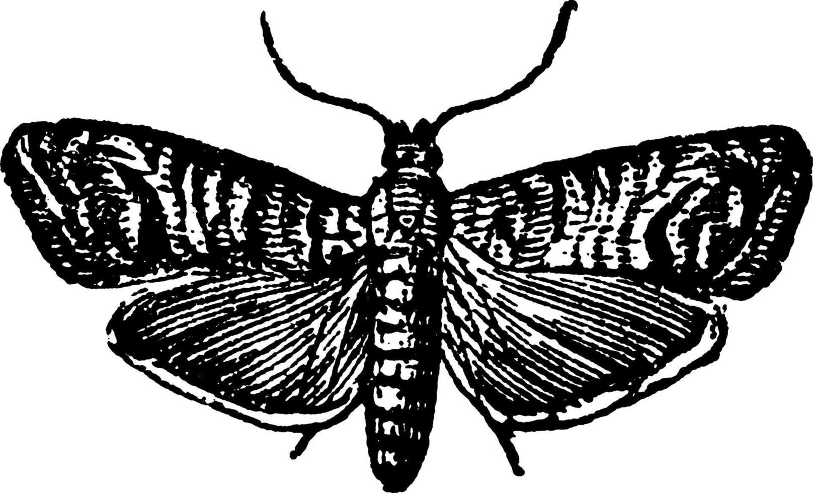 codling mot of carpocapsa pomonella, wijnoogst illustratie. vector