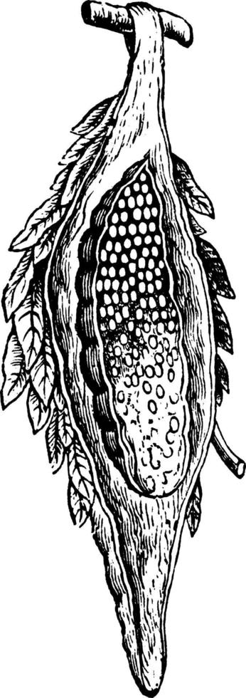 zakworm of thyrtdopteryx ephemeraeformis, wijnoogst illustratie. vector