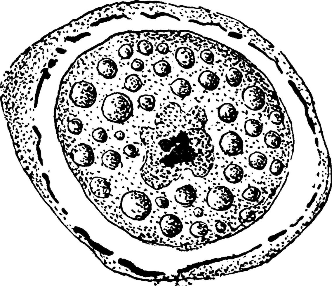 vorming van cyclospora cayetanensis eicel, wijnoogst illustratie. vector