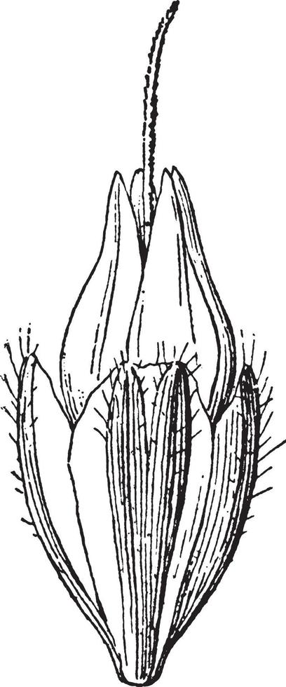 weegbree bloemen wijnoogst illustratie. vector