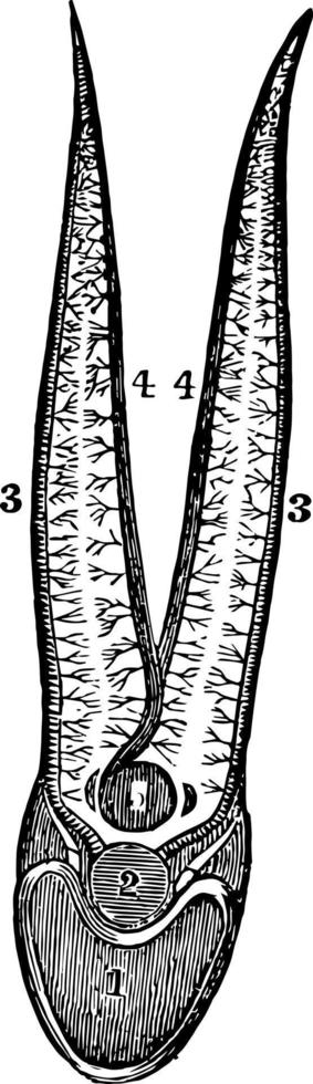 een diagram van de circulatie van de bloed door de branchiaal folders in een vis wijnoogst illustratie. vector