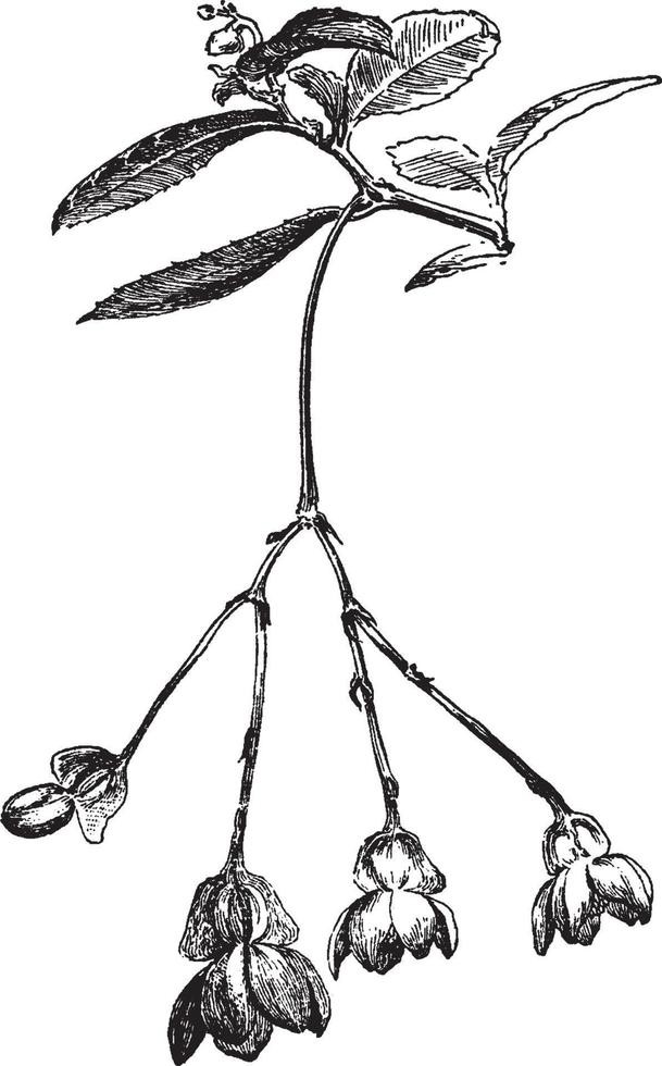 begonia fuchsioides wijnoogst illustratie. vector