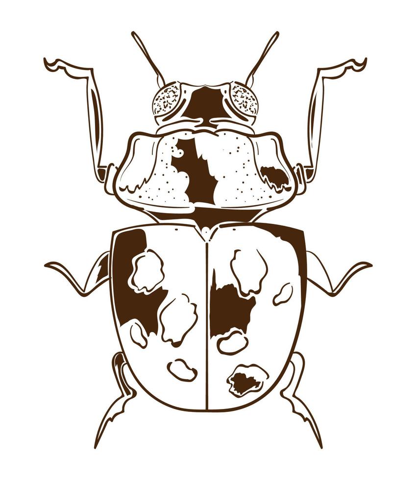 bug icoon op witte achtergrond vector