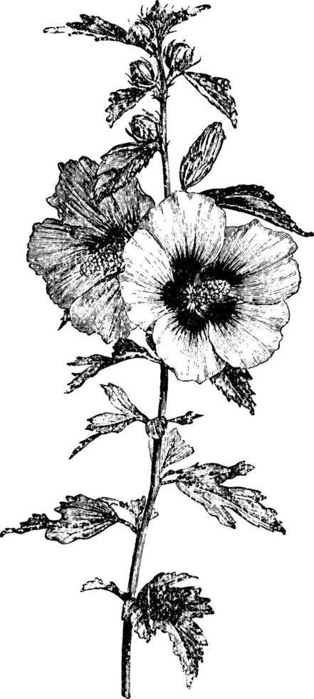 bloeiend Afdeling van hibiscus syriacus wijnoogst illustratie. vector