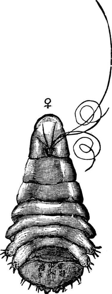 oester schelp schaal, wijnoogst illustratie. vector