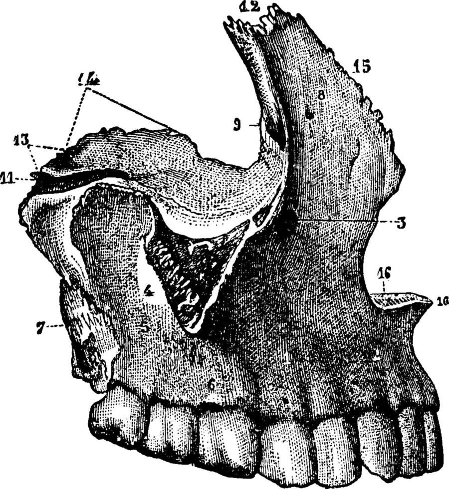 de maxillae, wijnoogst illustratie. vector