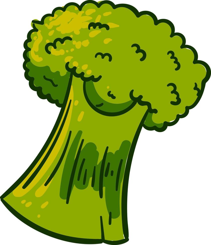 mooi broccoli, illustratie, vector Aan wit achtergrond