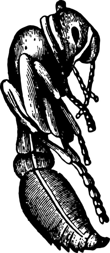 pop van de rood mier wijnoogst illustratie. vector