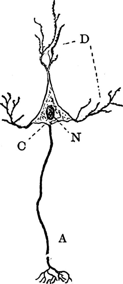 diagram van een neuron, wijnoogst illustratie. vector