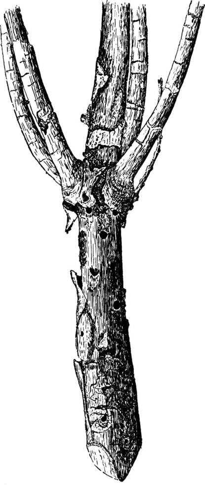 pijnboom Afdeling wijnoogst illustratie. vector