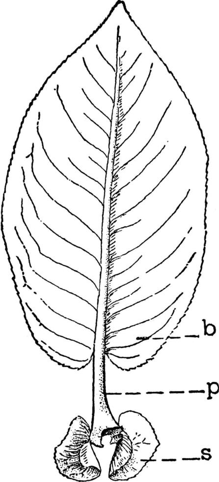 wilg blad wijnoogst illustratie. vector