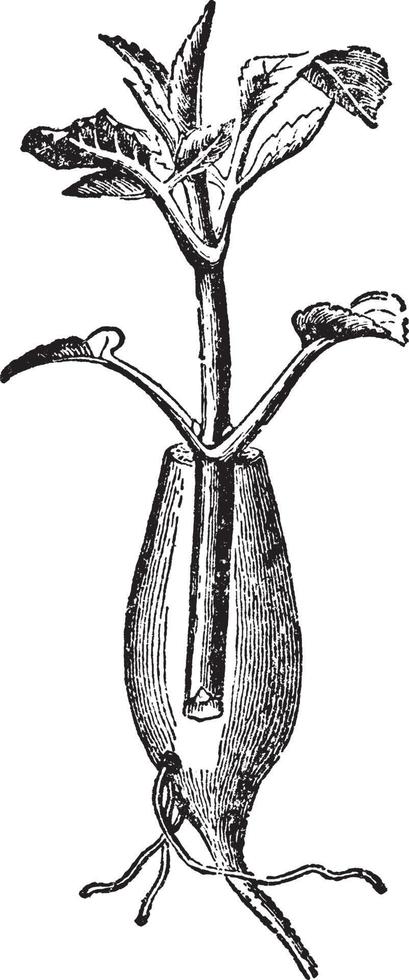 wortel enten van dahlia, wijnoogst illustratie. vector