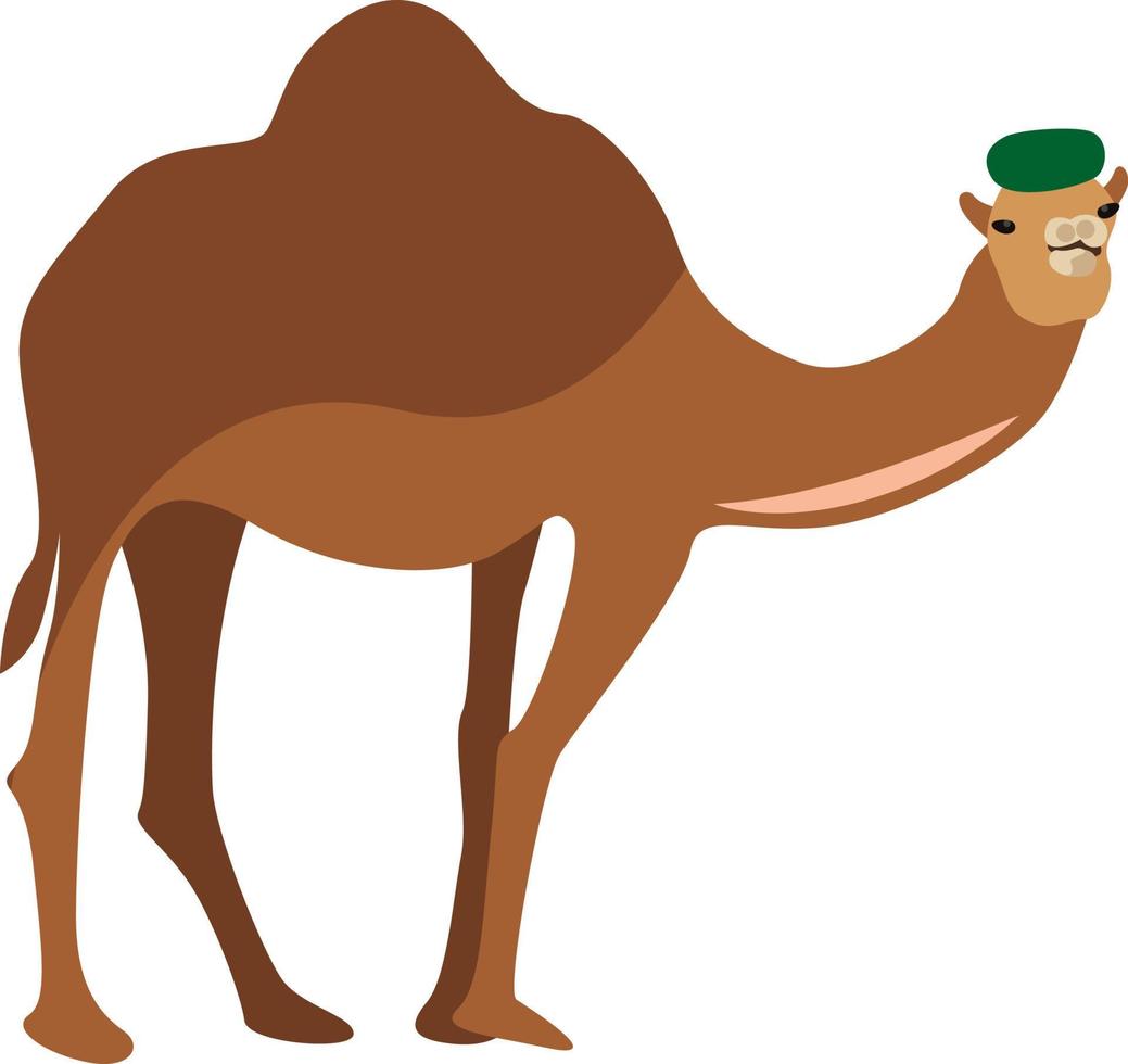 kameel met hoed, illustratie, vector Aan wit achtergrond.