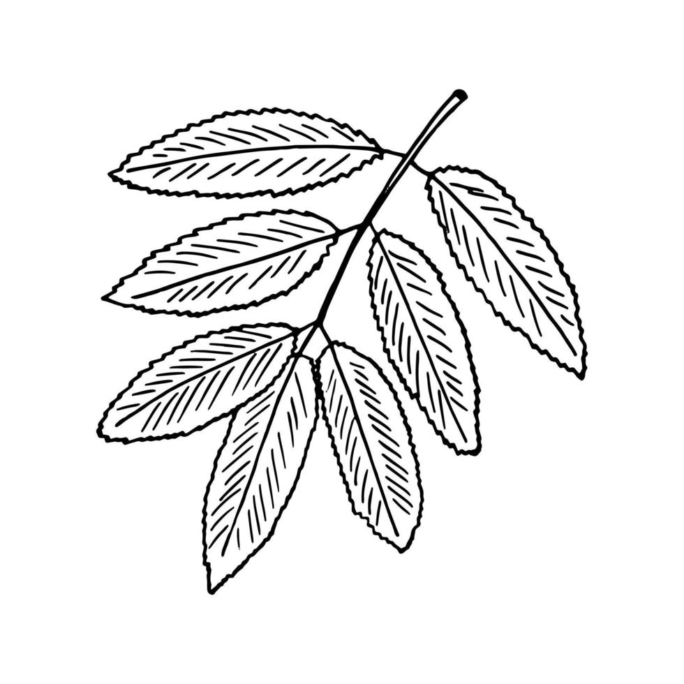 lijsterbes blad hand- getrokken in tekening stijl. icoon, sticker, decor element. monochroom, minimalisme Scandinavisch vector