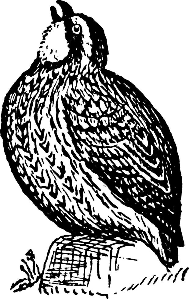 noordelijk bobwhite of bobwhite kwartel, wijnoogst illustratie. vector