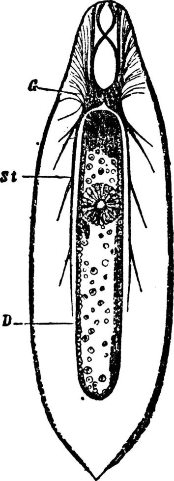 nerveus systeem van de platworm, wijnoogst illustratie. vector