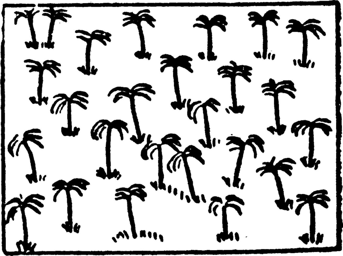 palm bomen, wijnoogst illustratie. vector