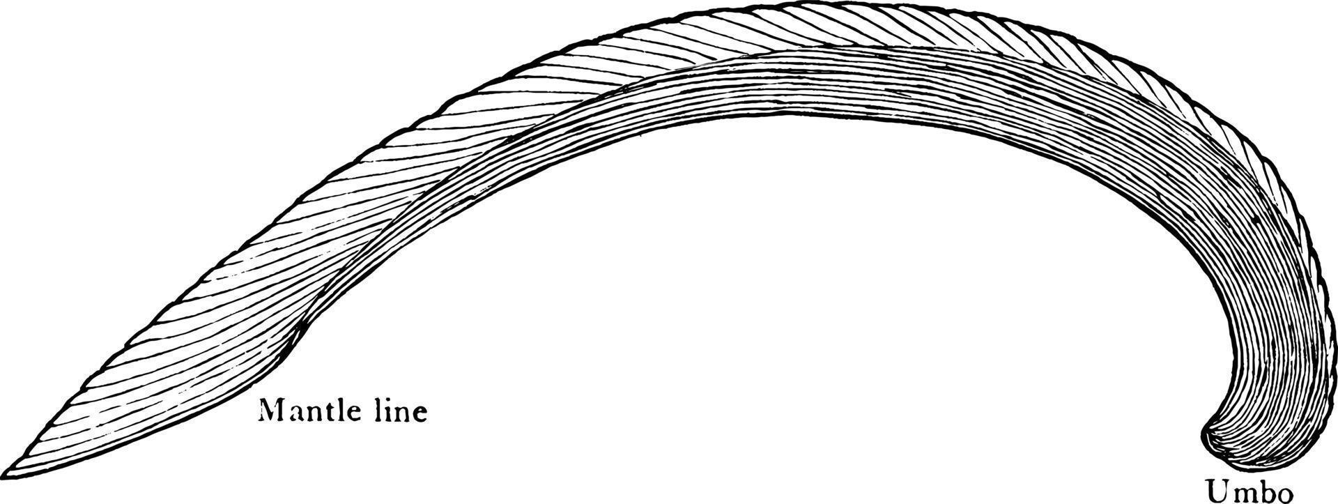 clam schelp, wijnoogst illustratie. vector