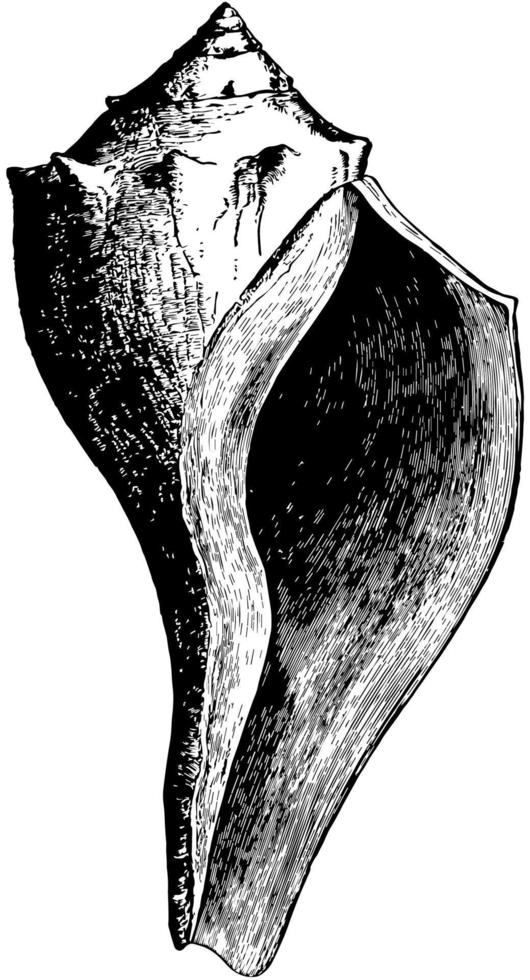 fulgar carica, wijnoogst illustratie. vector