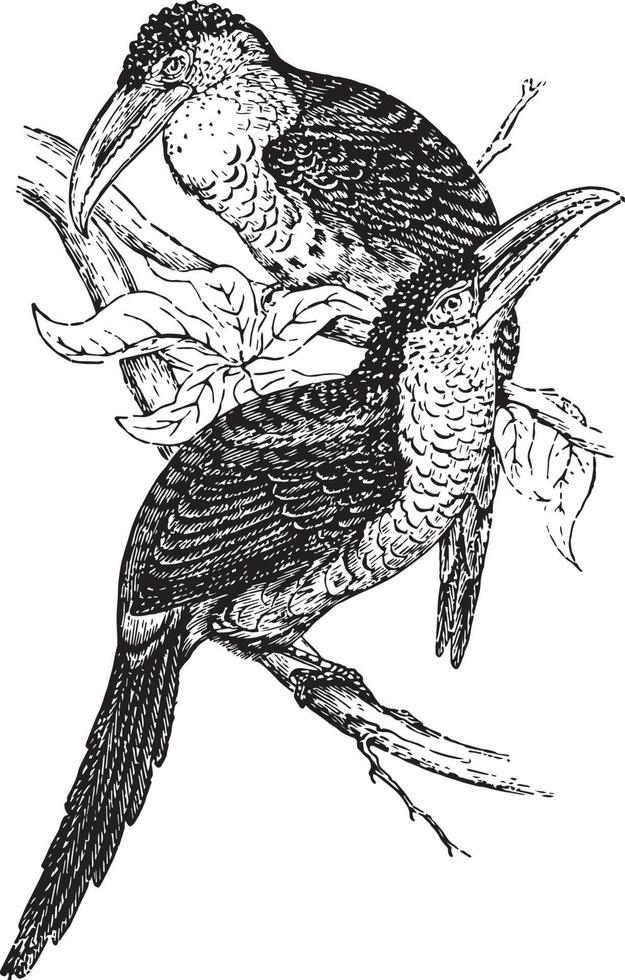 krullen kuif- aracari, wijnoogst illustratie. vector