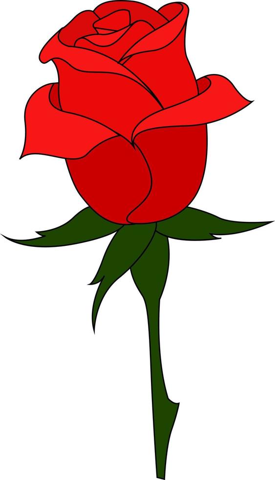 rood roos, illustratie, vector Aan wit achtergrond.