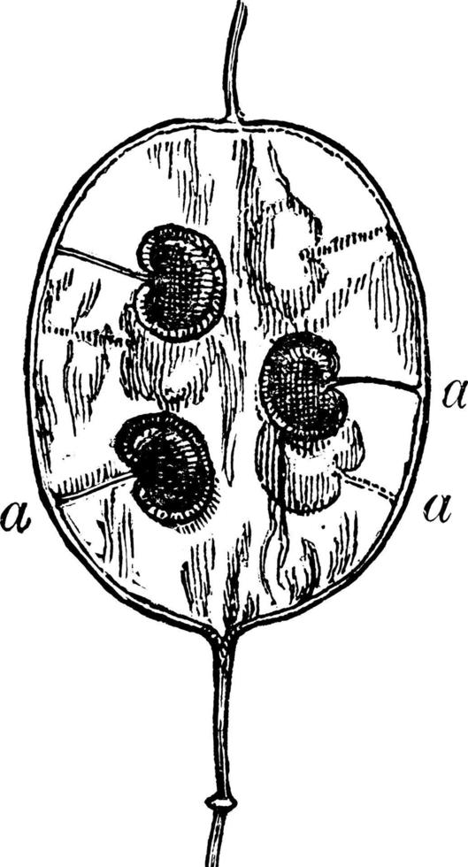 kabelbaan van Lunaria peul wijnoogst illustratie. vector