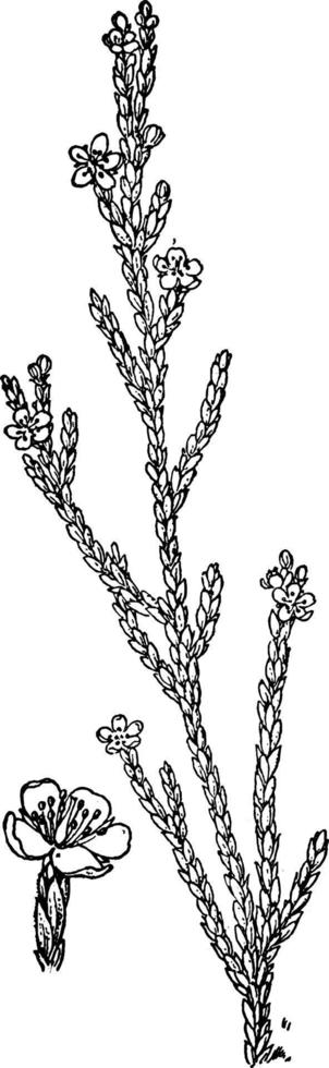 h. tomentosa wijnoogst illustratie. vector
