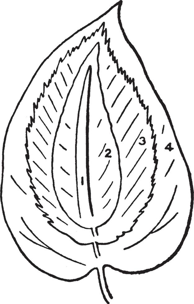 types van gemakkelijk bladeren wijnoogst illustratie. vector