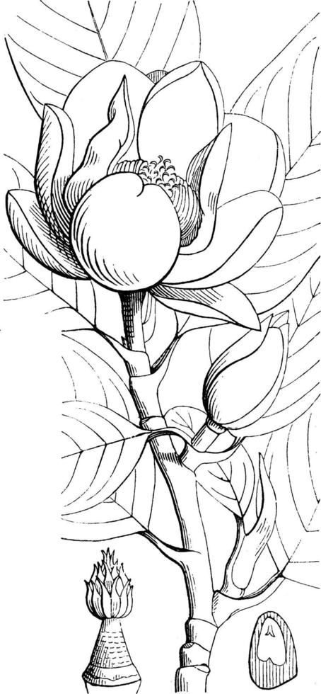 lieverd magnolia wijnoogst illustratie. vector