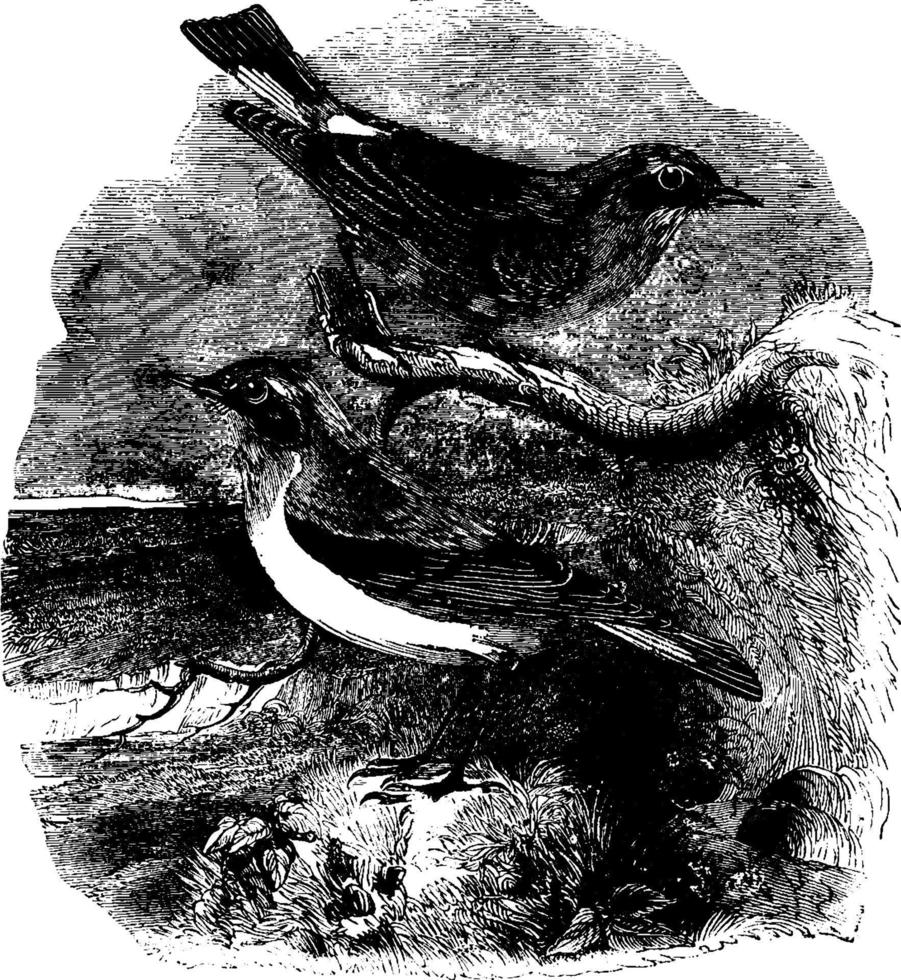 tapuit, wijnoogst illustratie. vector