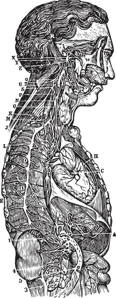 de sympathiek ganglions en hun verbinding naar andere zenuwen, wijnoogst illustratie. vector