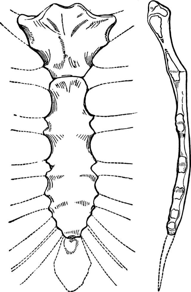 menselijk borstbeen bot of borst bot, wijnoogst illustratie. vector