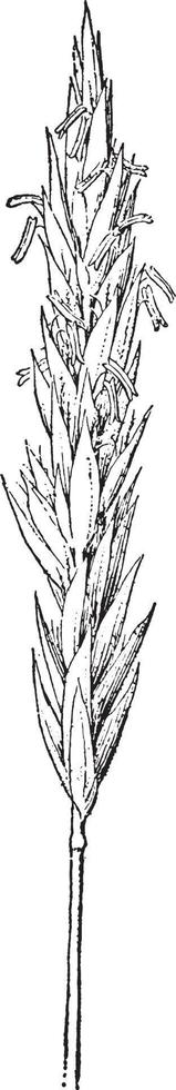 lente- gras wijnoogst illustratie. vector